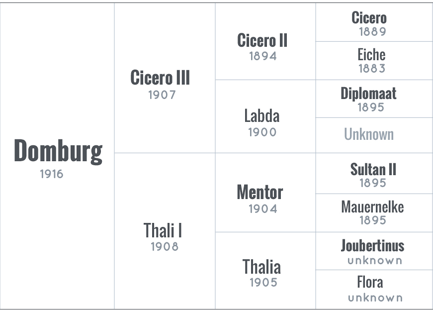 Domburg pedigree ADHHA