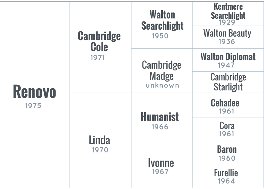 Renovo pedigree ADHHA