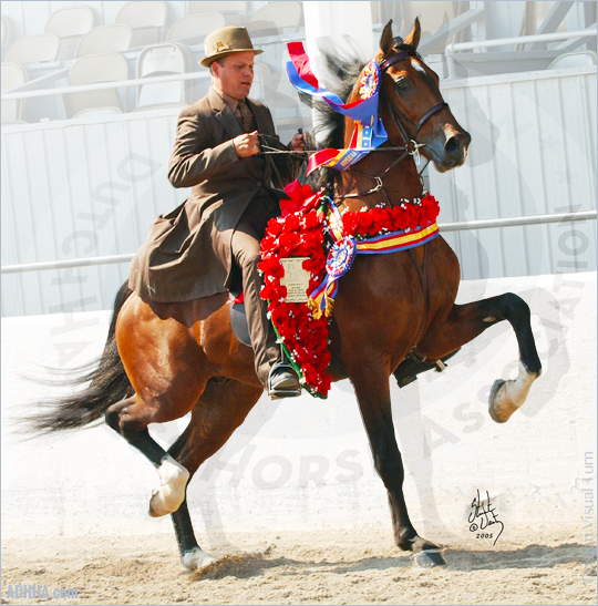 ADHHA Clout (DHH x Saddlebred) under saddle