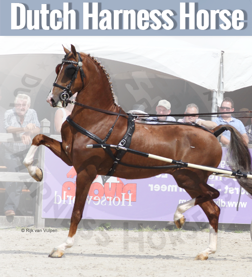 Dutch Harness Horse breed