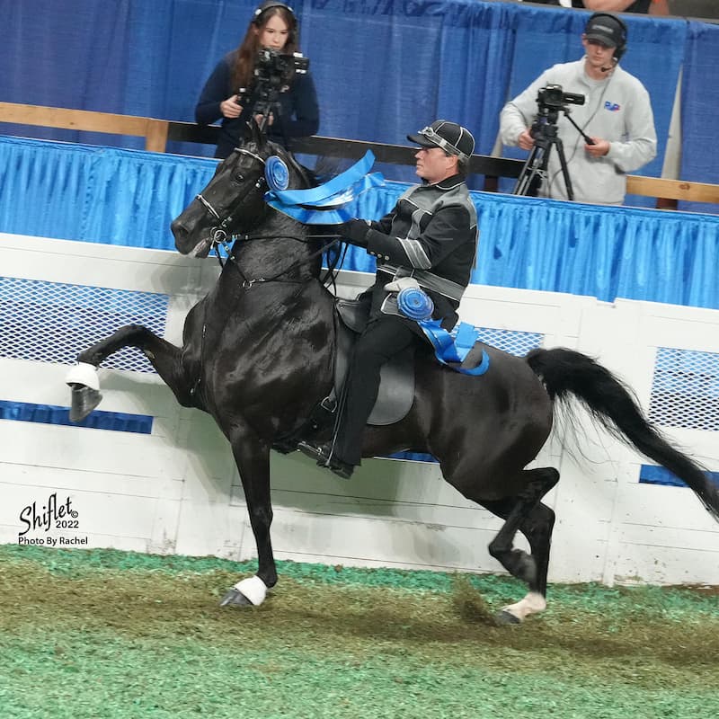 2022 World Champion of Champions Open Roadster Under Saddle
